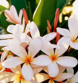 Asia Pacific Trips